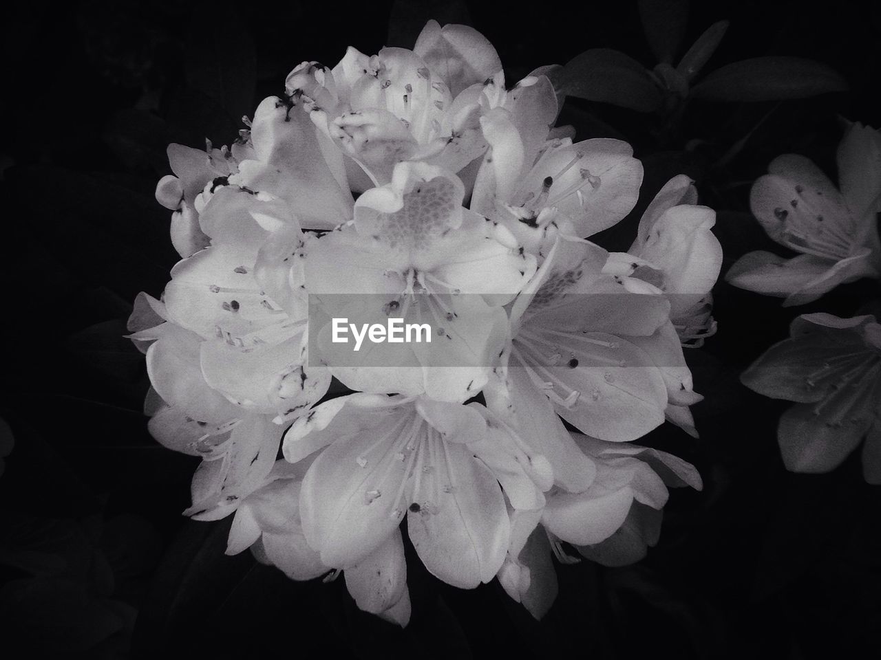 CLOSE-UP OF WHITE FLOWERS AGAINST BLACK BACKGROUND