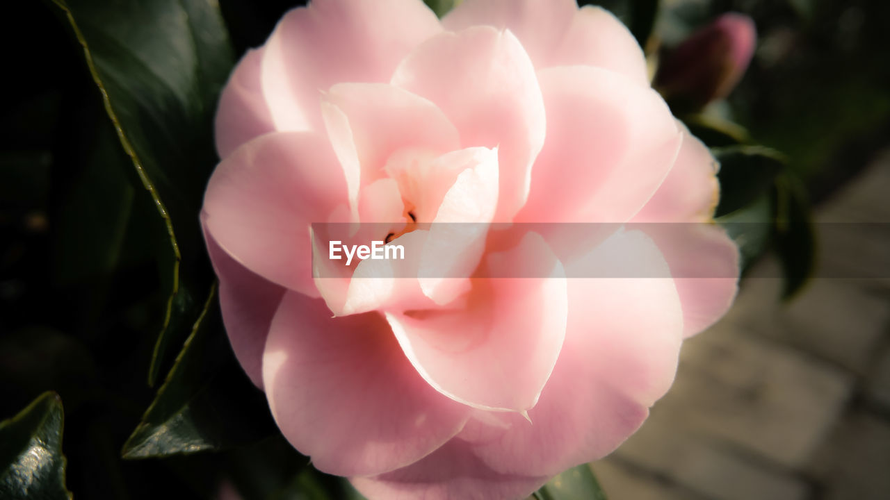 CLOSE-UP OF PINK ROSES