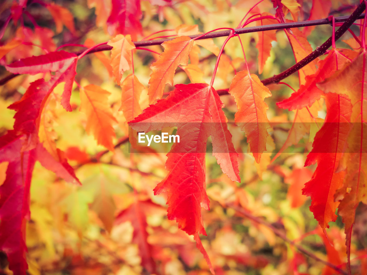 Close-up of autumn tree