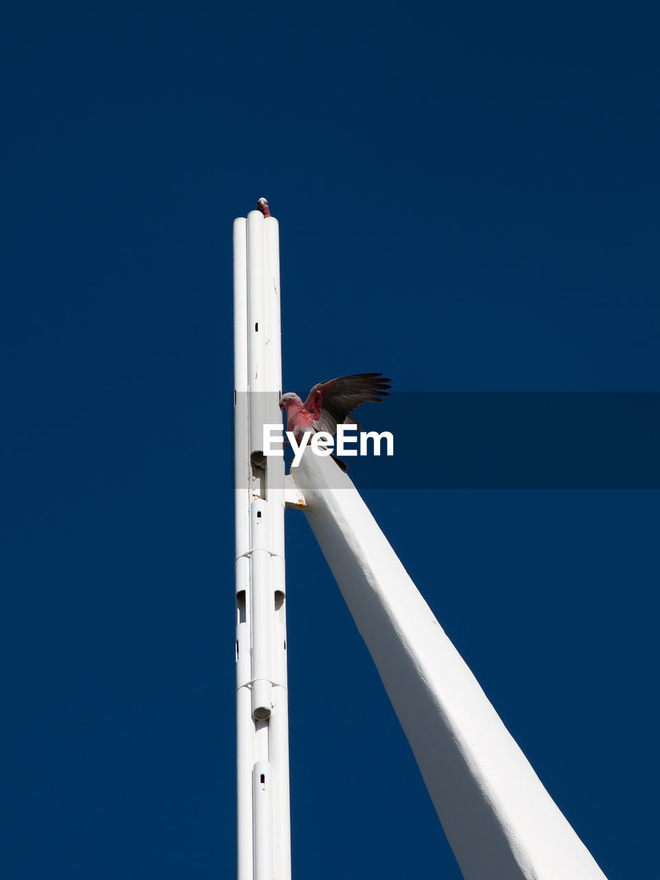 Low angle view of bird perching against clear blue sky