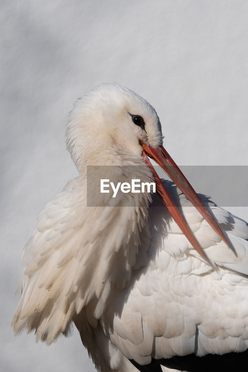 animal themes, animal, bird, animal wildlife, wildlife, one animal, stork, beak, white stork, animal body part, wing, ciconiiformes, nature, white, no people, seabird, feather, outdoors