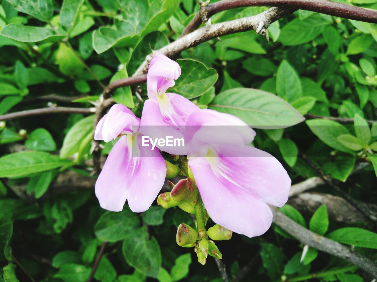 CLOSE-UP OF PINK FLOWERS GROWING ON BRANCH