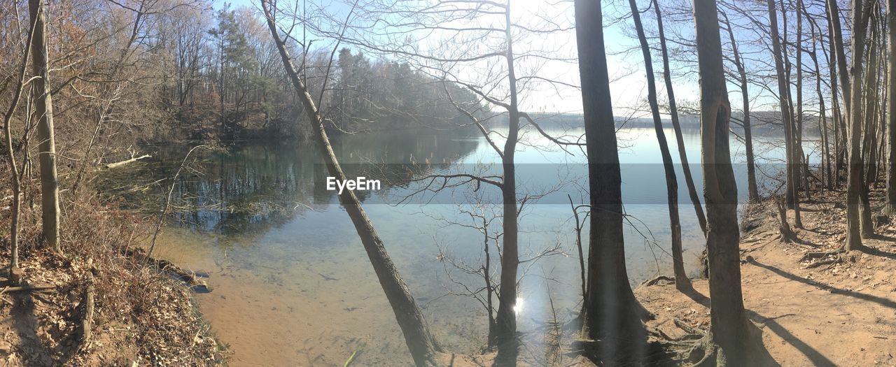 Scenic view of lake in forest