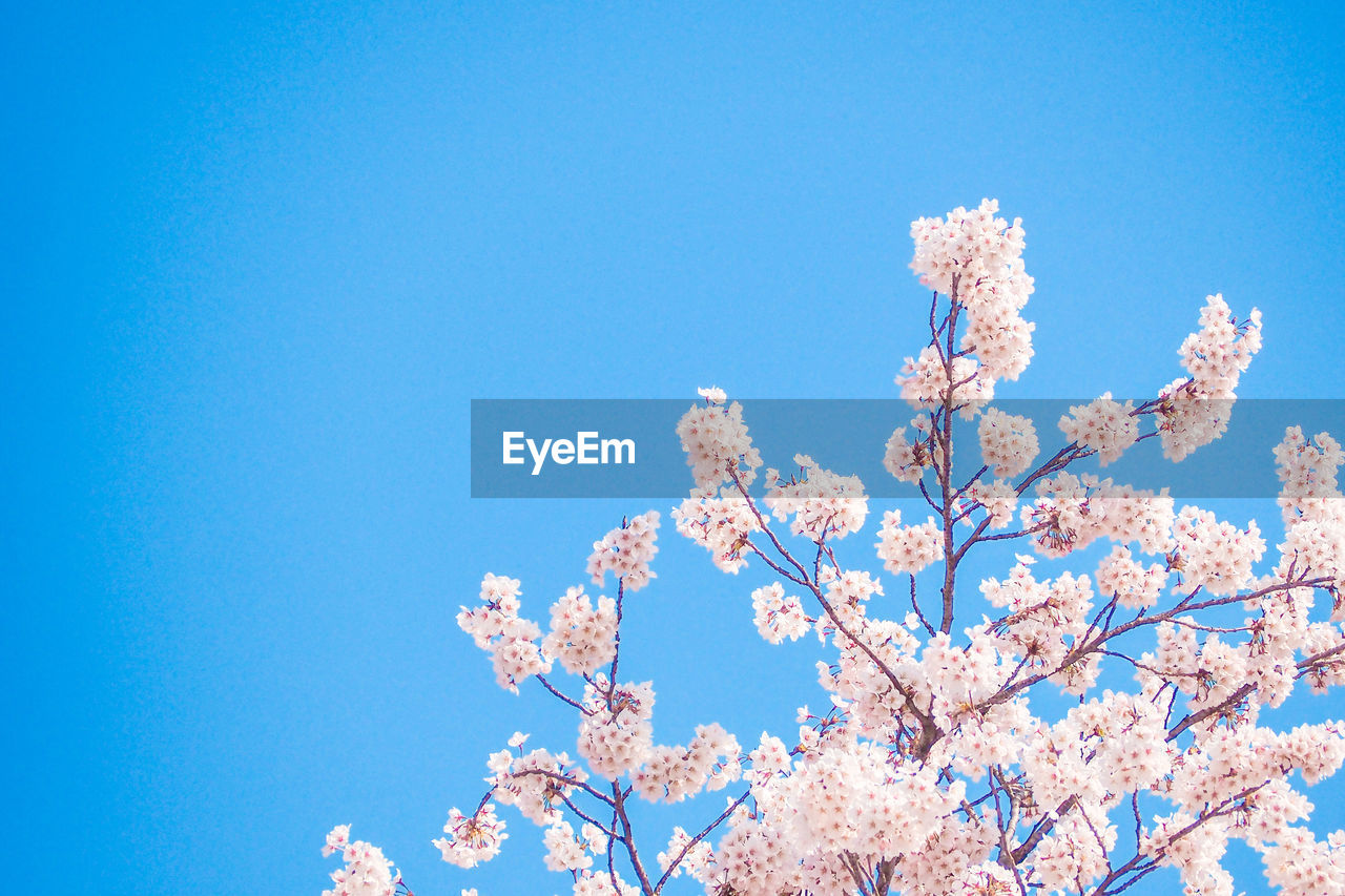 LOW ANGLE VIEW OF CHERRY TREE AGAINST BLUE SKY