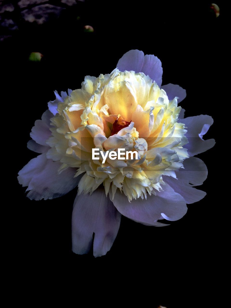 Close-up of purple flower growing on field