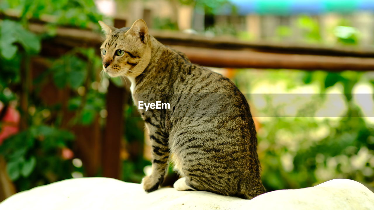 SIDE VIEW OF A RELAXED CAT LOOKING AWAY