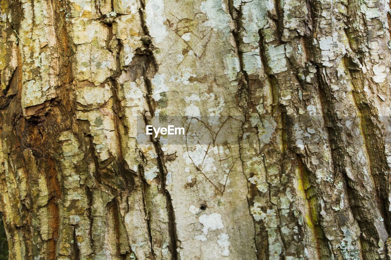 FULL FRAME SHOT OF TREE TRUNK