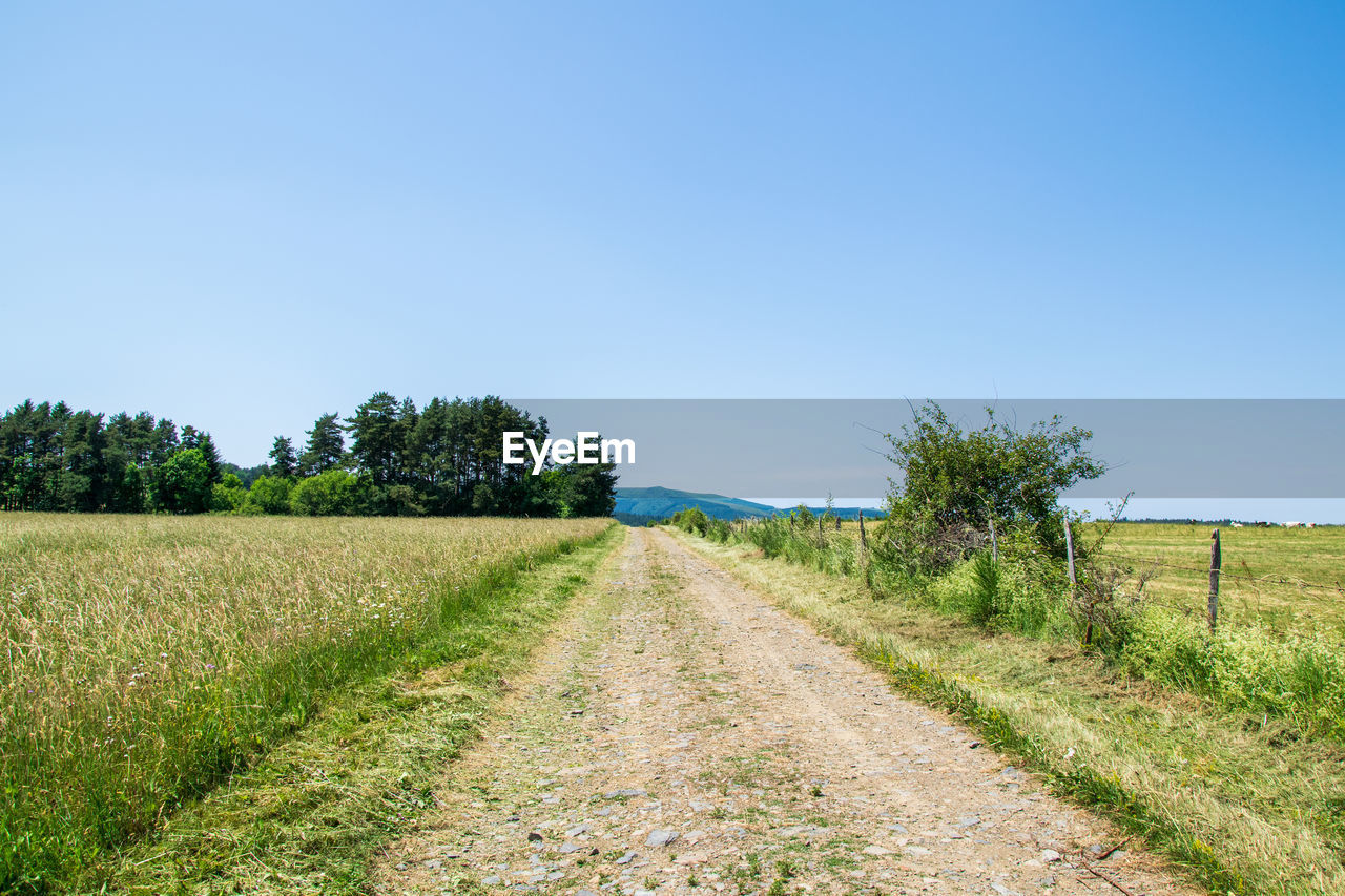 Scenic view of field against clear sky