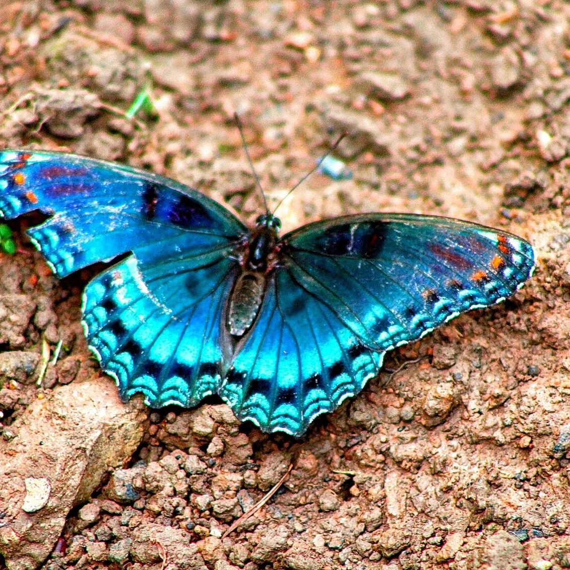 CLOSE-UP OF BUTTERFLY PERCHING ON LEAF