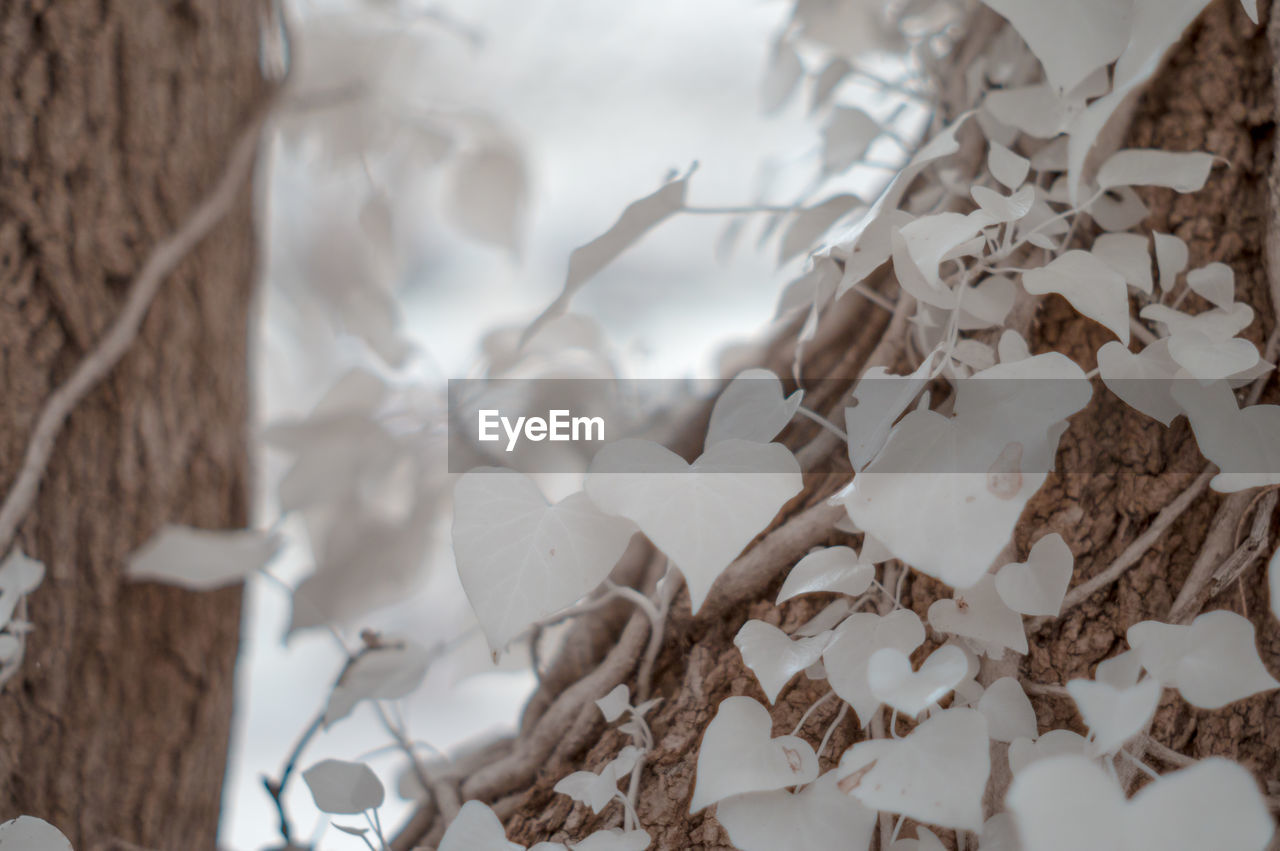 Close up of fern growing on a tree in infrared