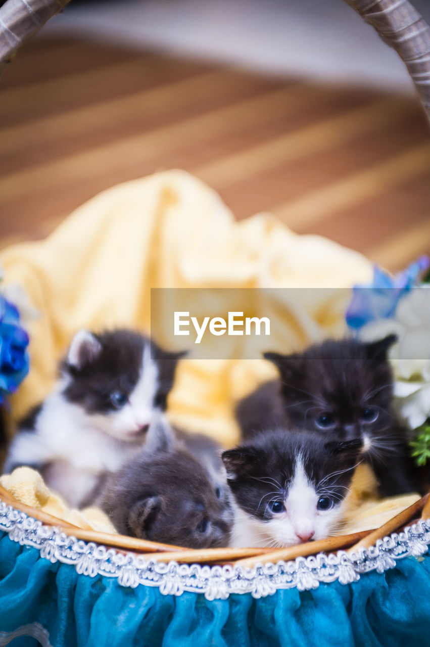 Close-up of kittens in basket