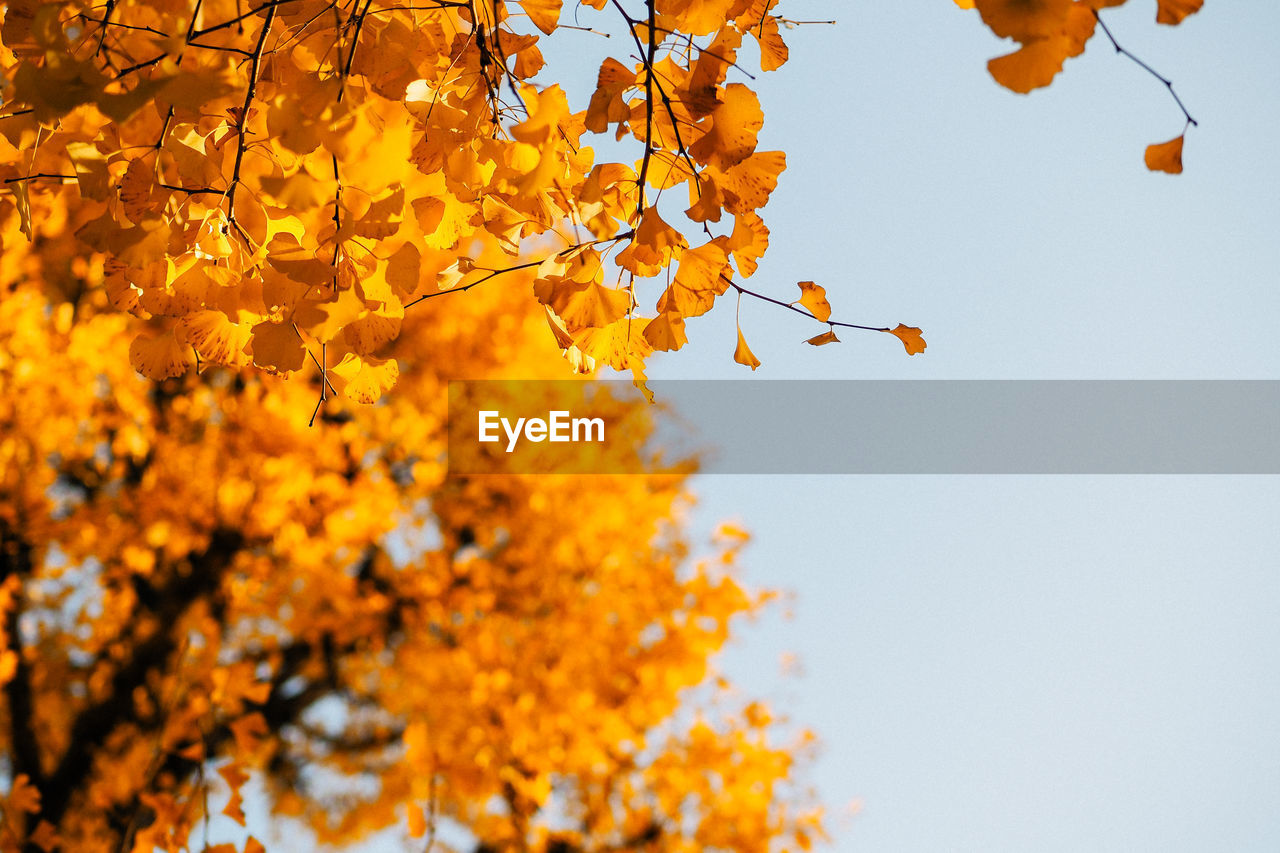 Low angle view of tree against clear sky