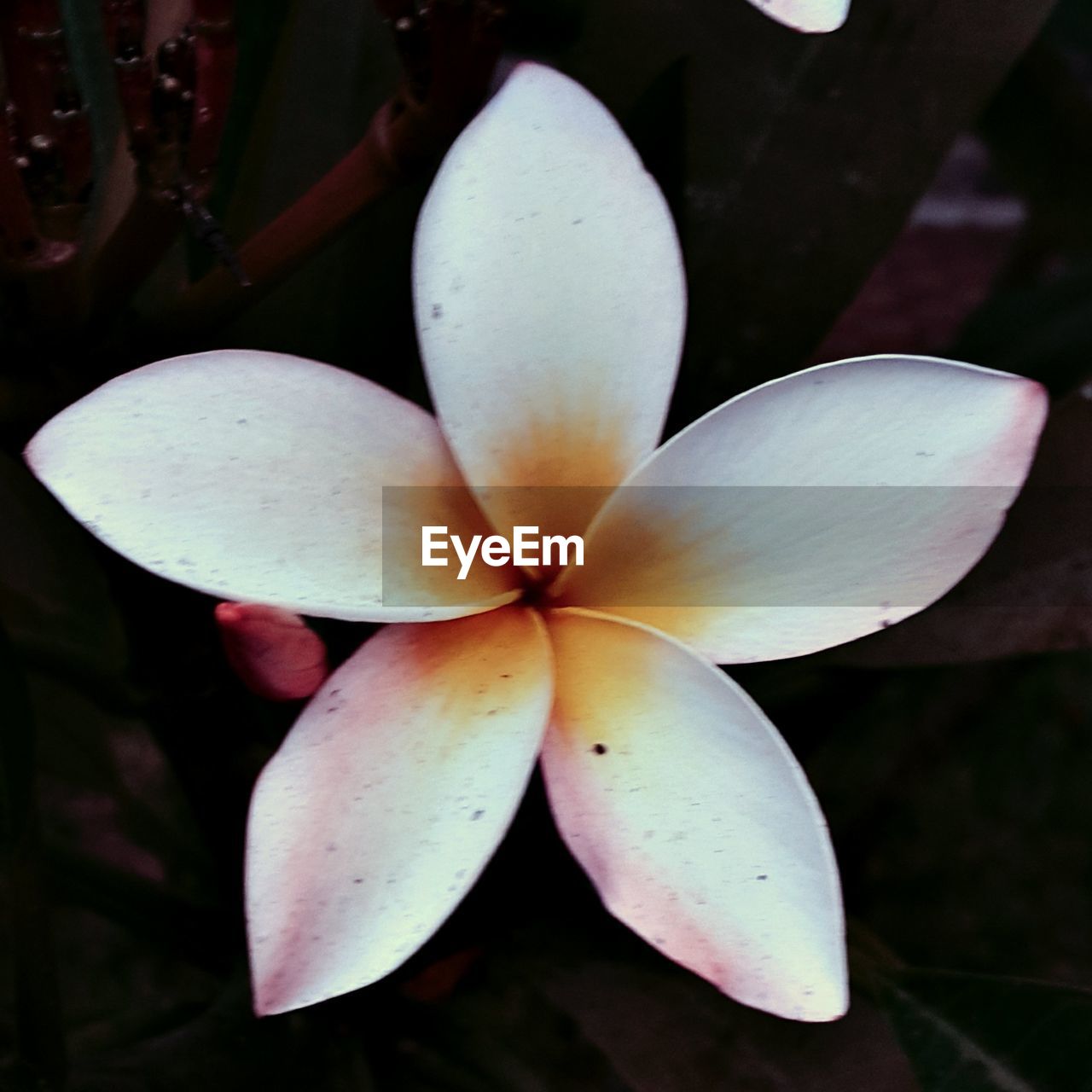 CLOSE-UP OF FRANGIPANI FLOWERS