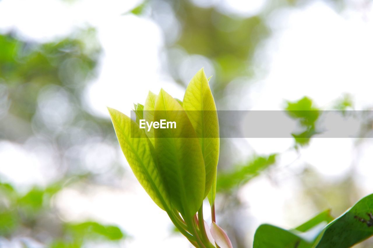 Close-up of plant against sky