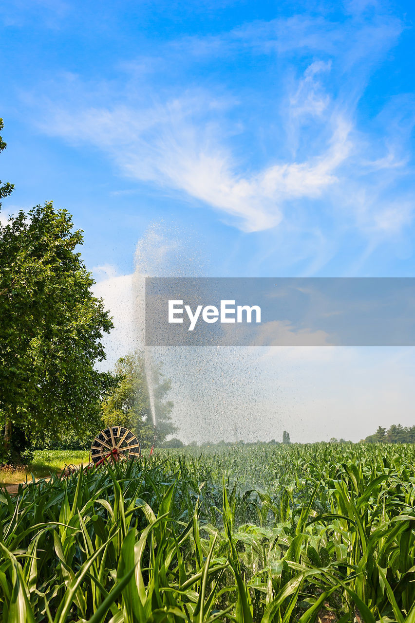 Scenic view of grass against sky