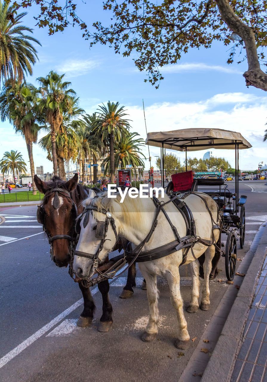 VIEW OF HORSE CART ON ROAD