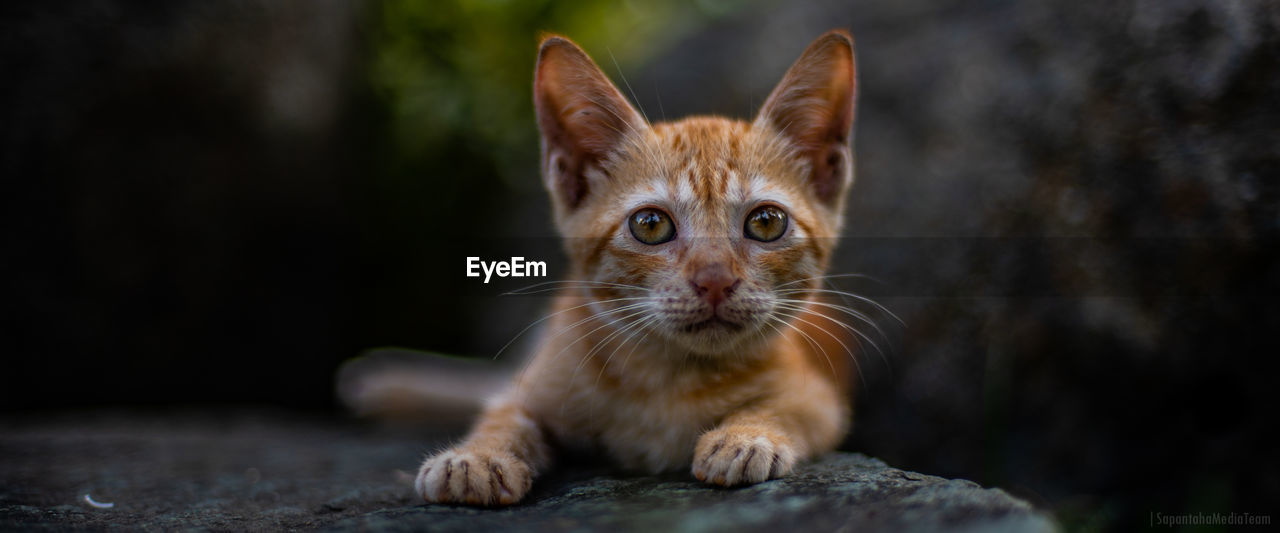 Close-up of cat sitting on street