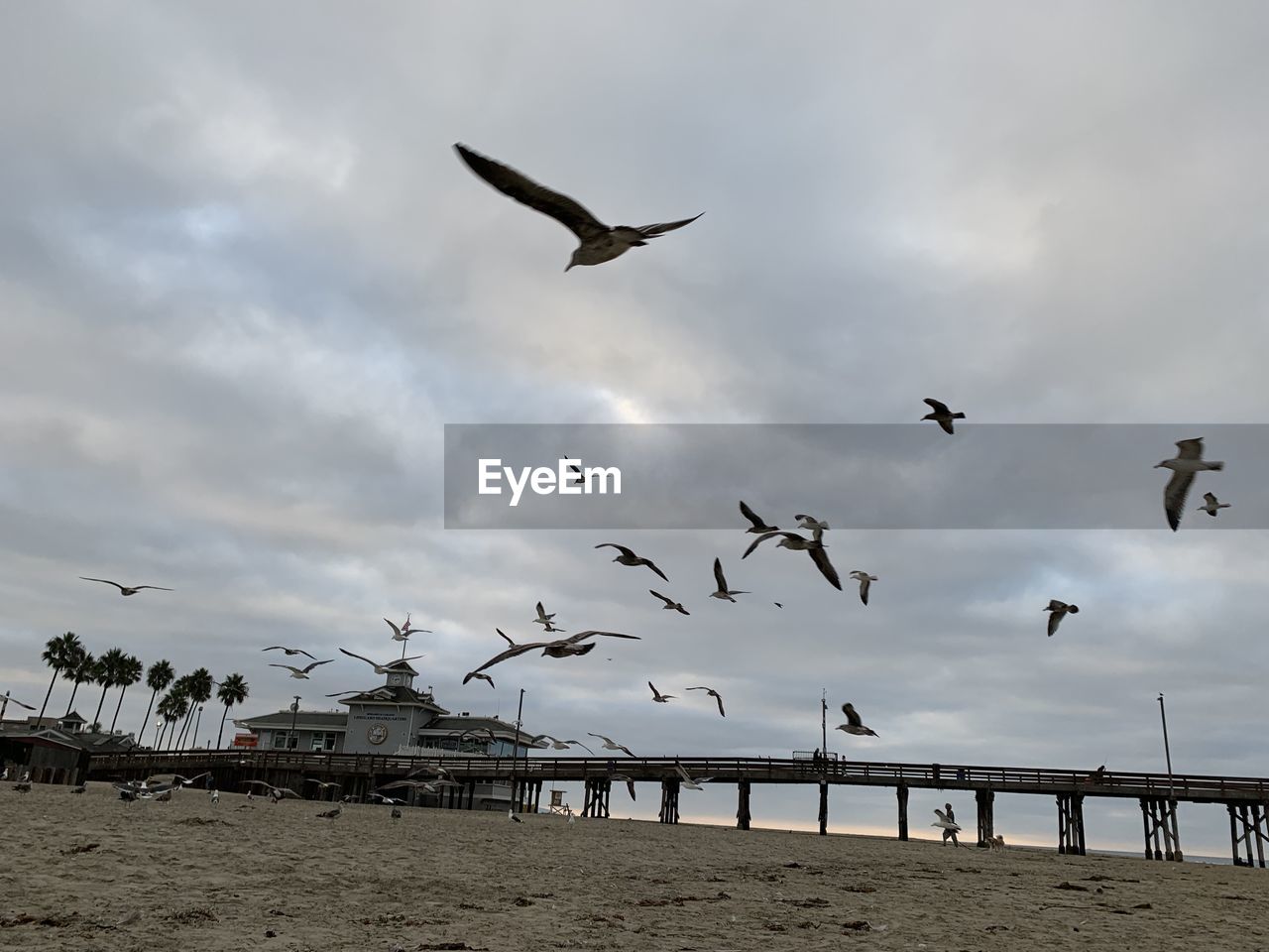 LOW ANGLE VIEW OF SEAGULLS FLYING AGAINST SKY