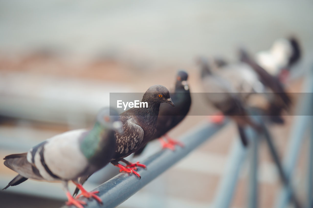 CLOSE-UP OF PIGEONS PERCHING