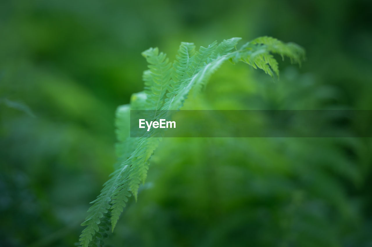 CLOSE-UP OF FERN LEAVES