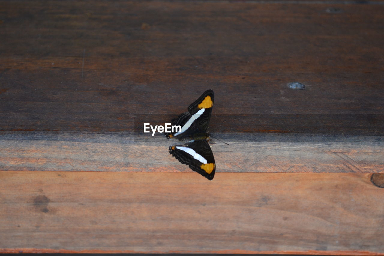 CLOSE-UP OF BIRD ON TABLE