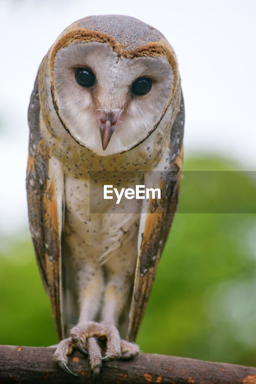 CLOSE-UP PORTRAIT OF OWL PERCHING ON BRANCH