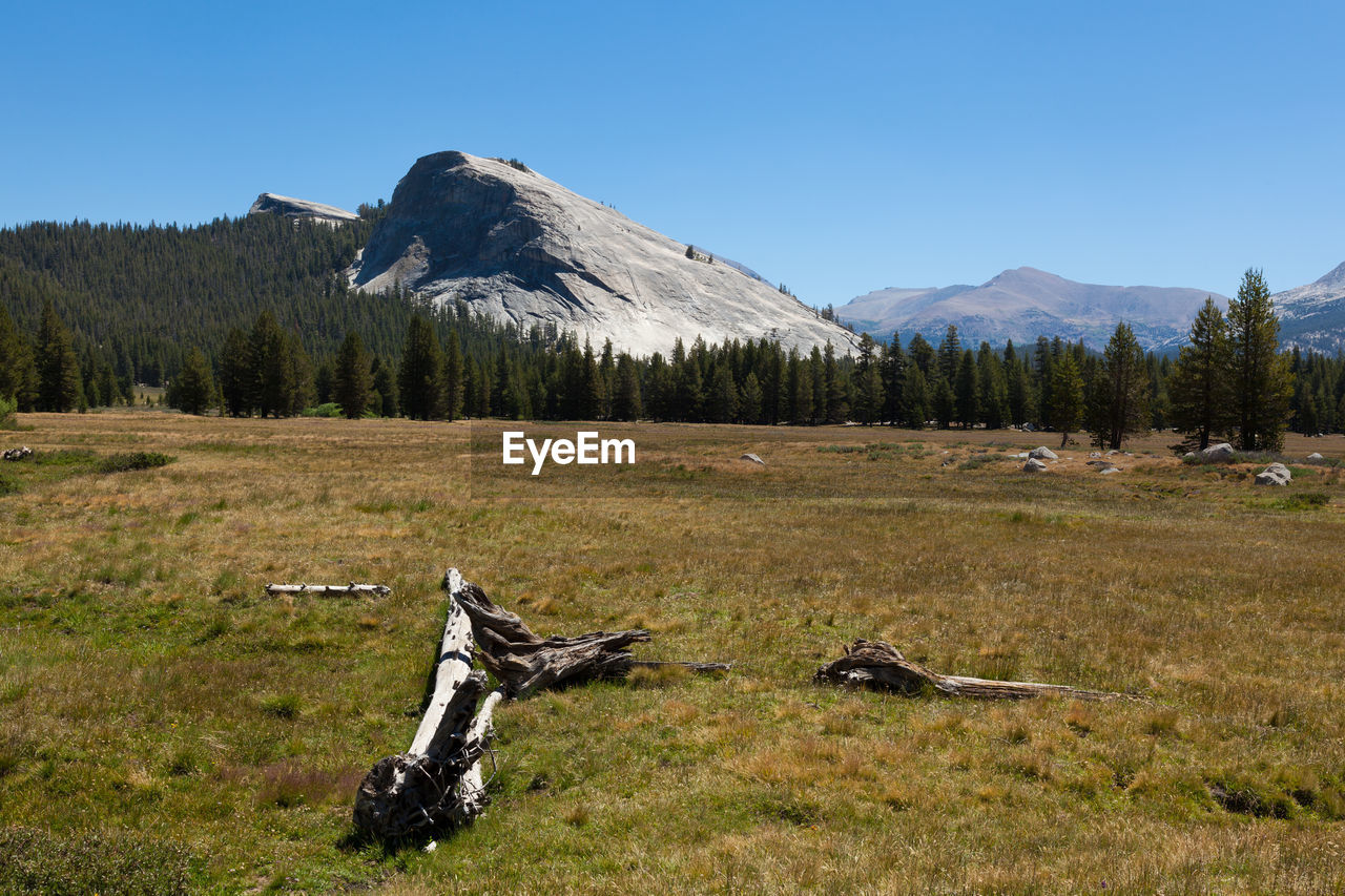 VIEW OF TREES ON FIELD