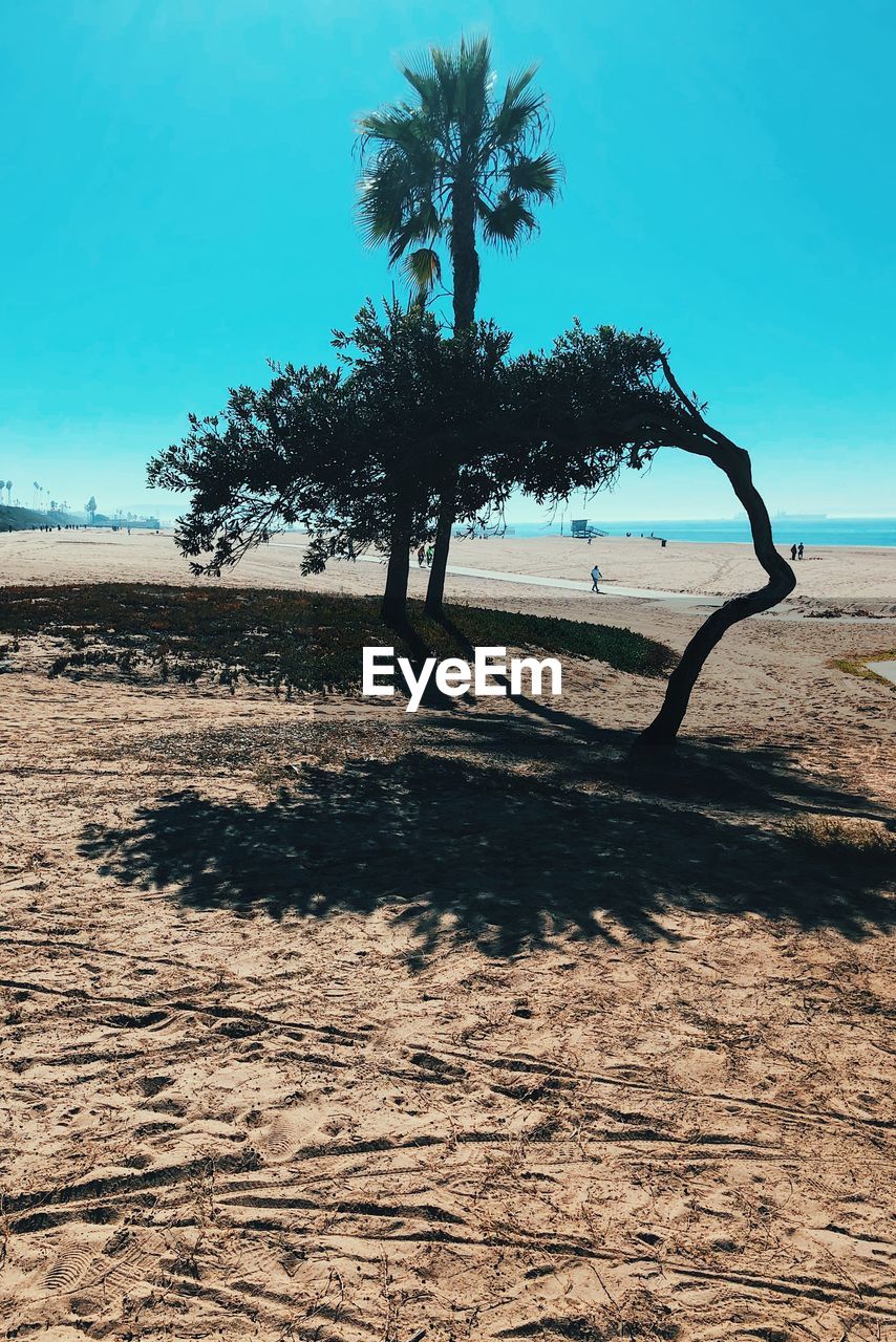 TREES ON FIELD AGAINST SKY