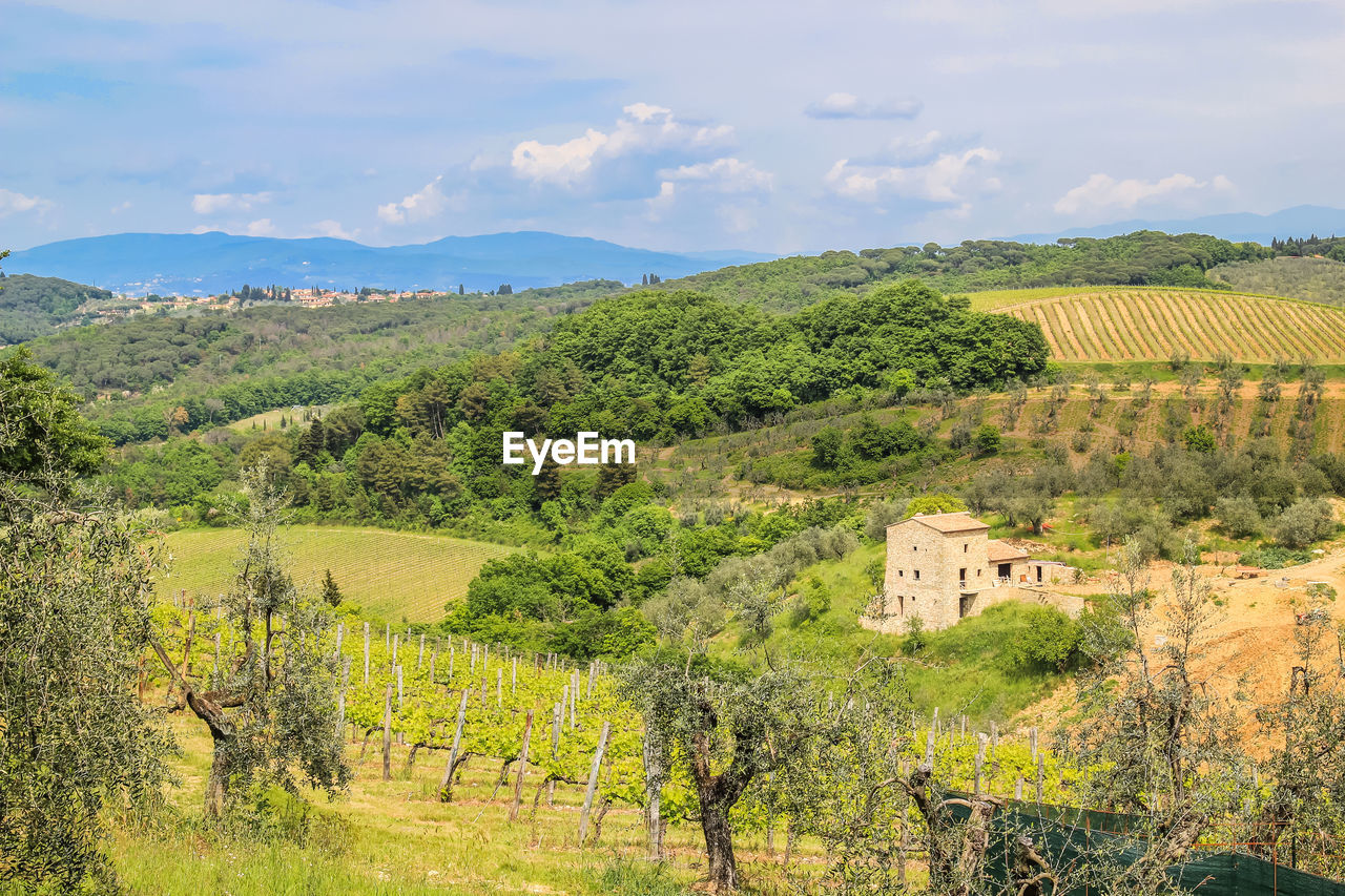 VINEYARD AGAINST CLOUDY SKY