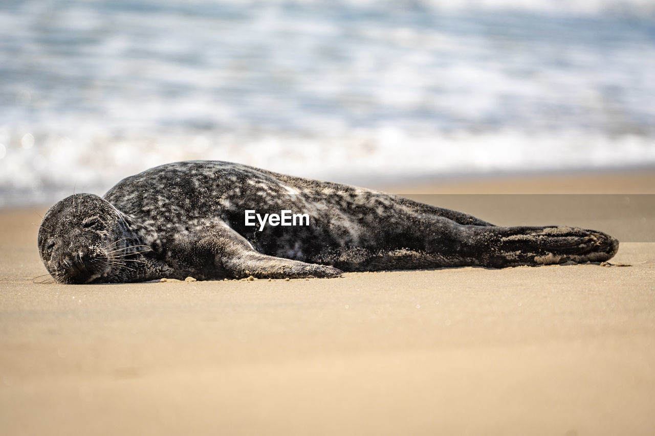 Close-up of a seal on the beach
