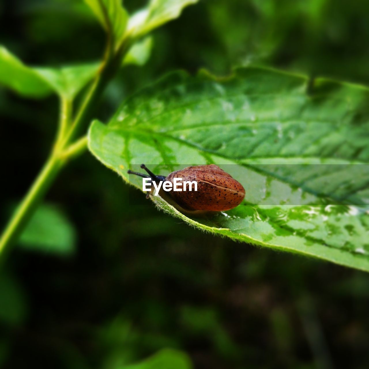 CLOSE-UP OF FRUITS ON TREE