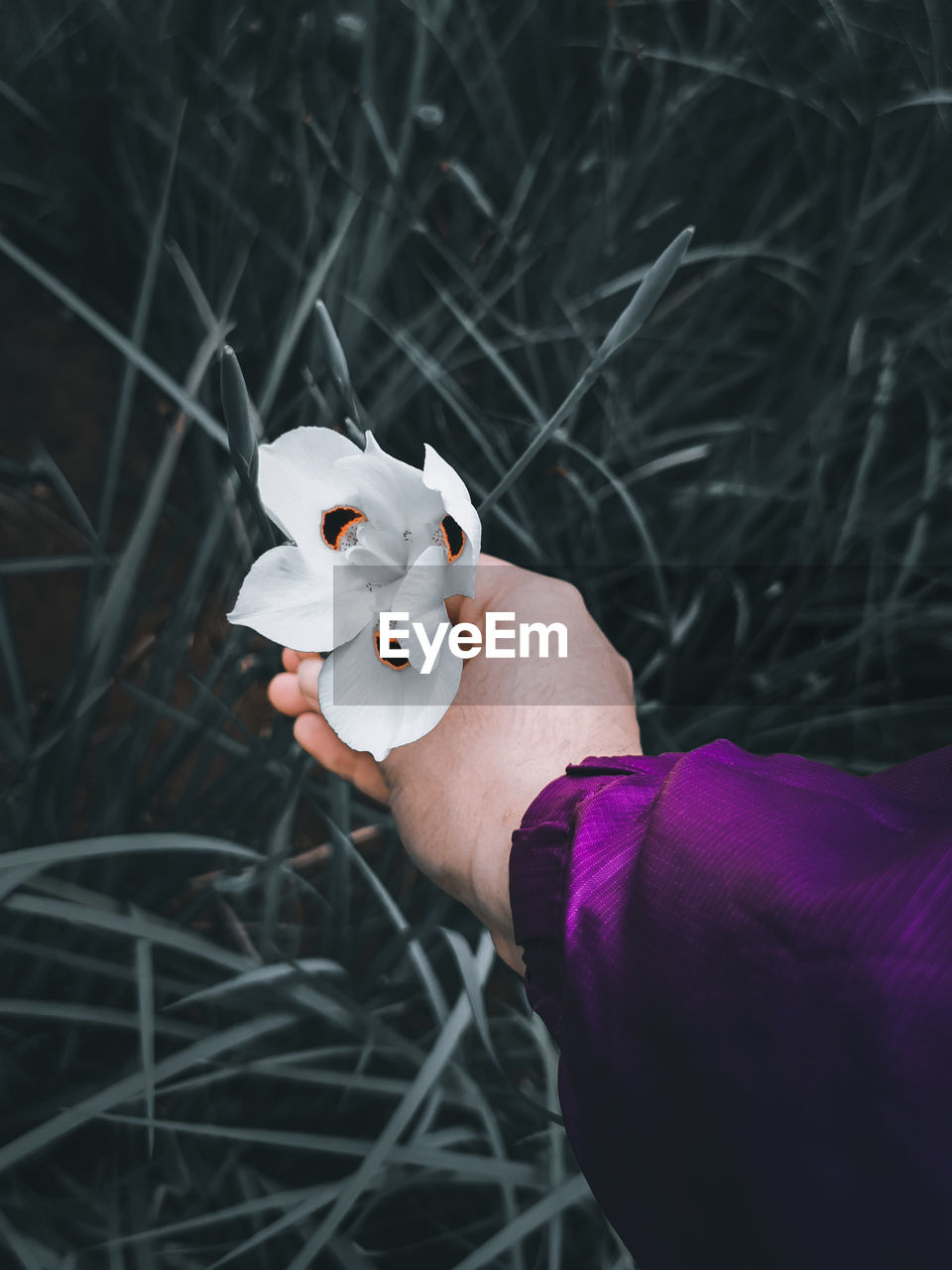 A hand holding a white fortnight lily flower and the grass under it