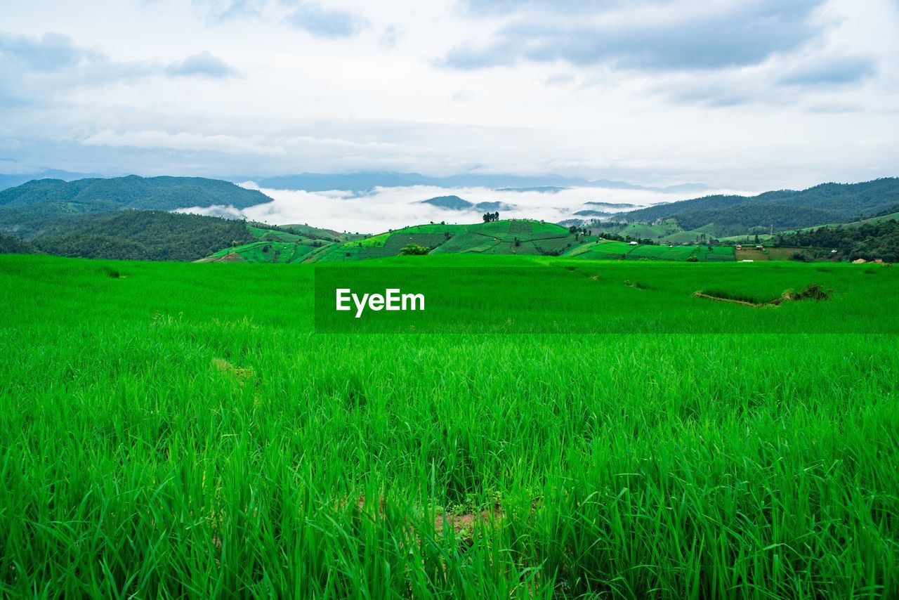 SCENIC VIEW OF FARM AGAINST SKY