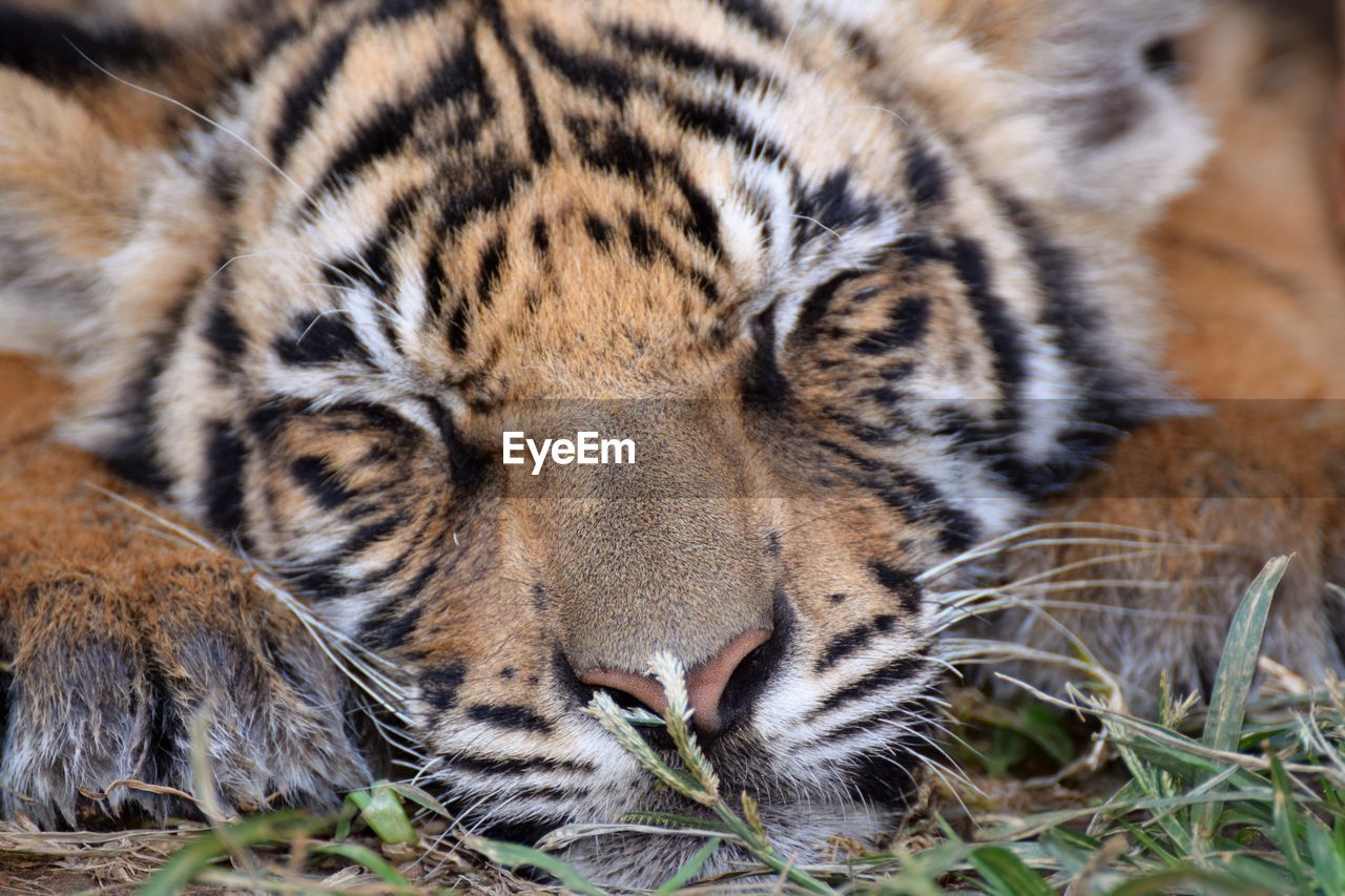 Close-up portrait of tiger cub sleeping