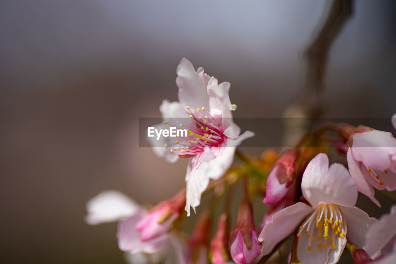 Close-up of pink cherry blossom plant