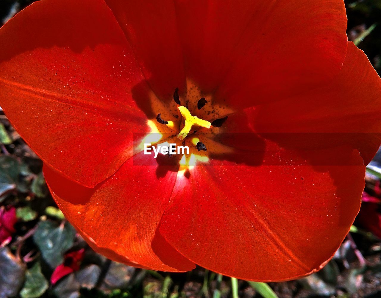 CLOSE-UP OF RED HIBISCUS