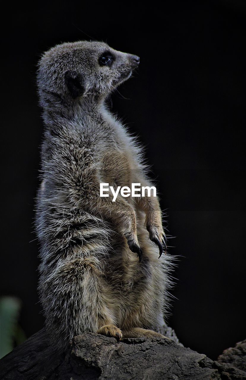 Close-up of a meerkat  looking away