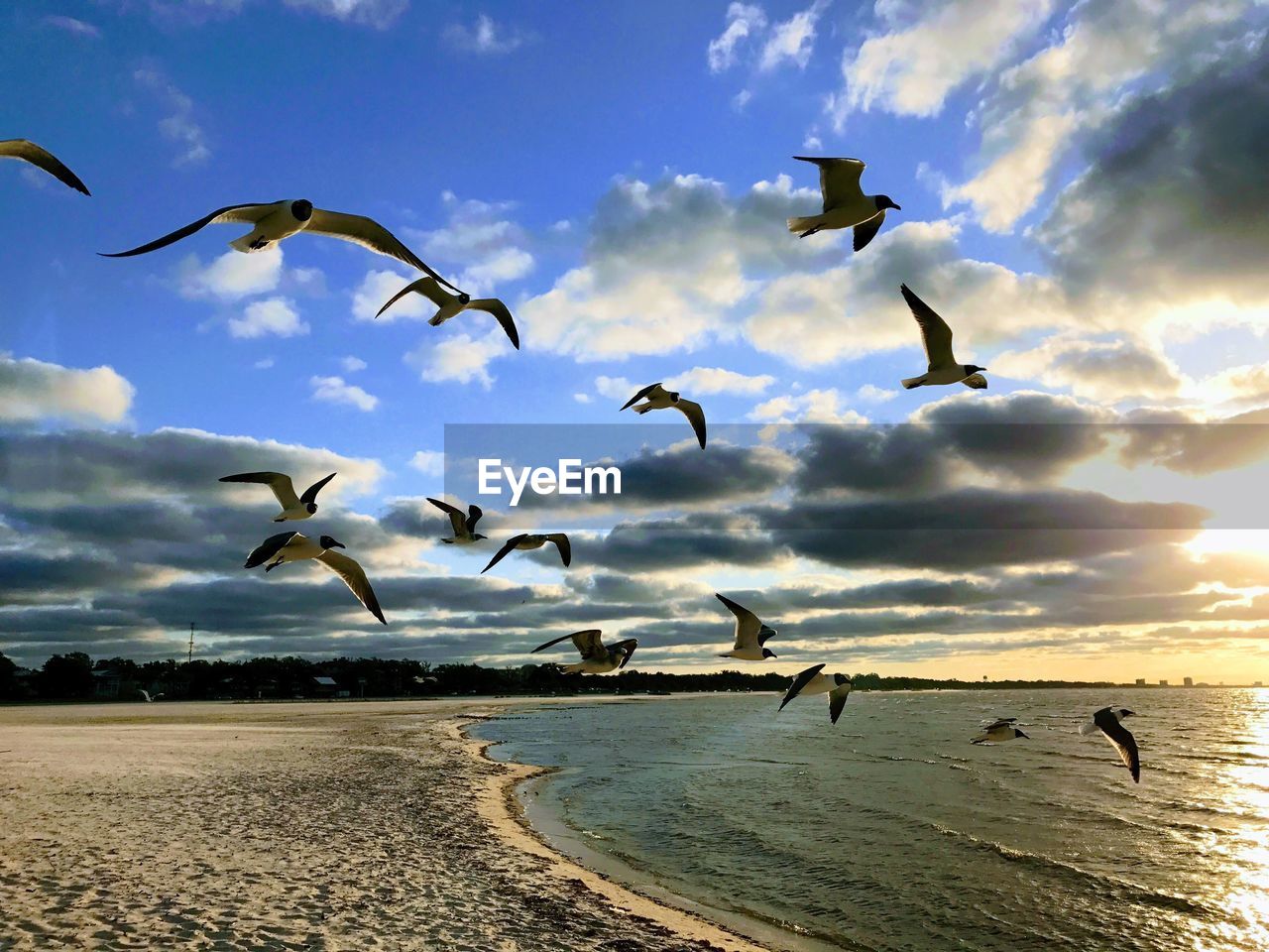 BIRDS FLYING OVER SEA AGAINST SKY