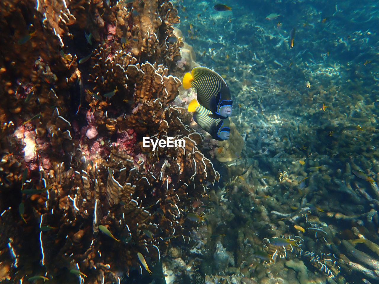 Fish swimming in sea