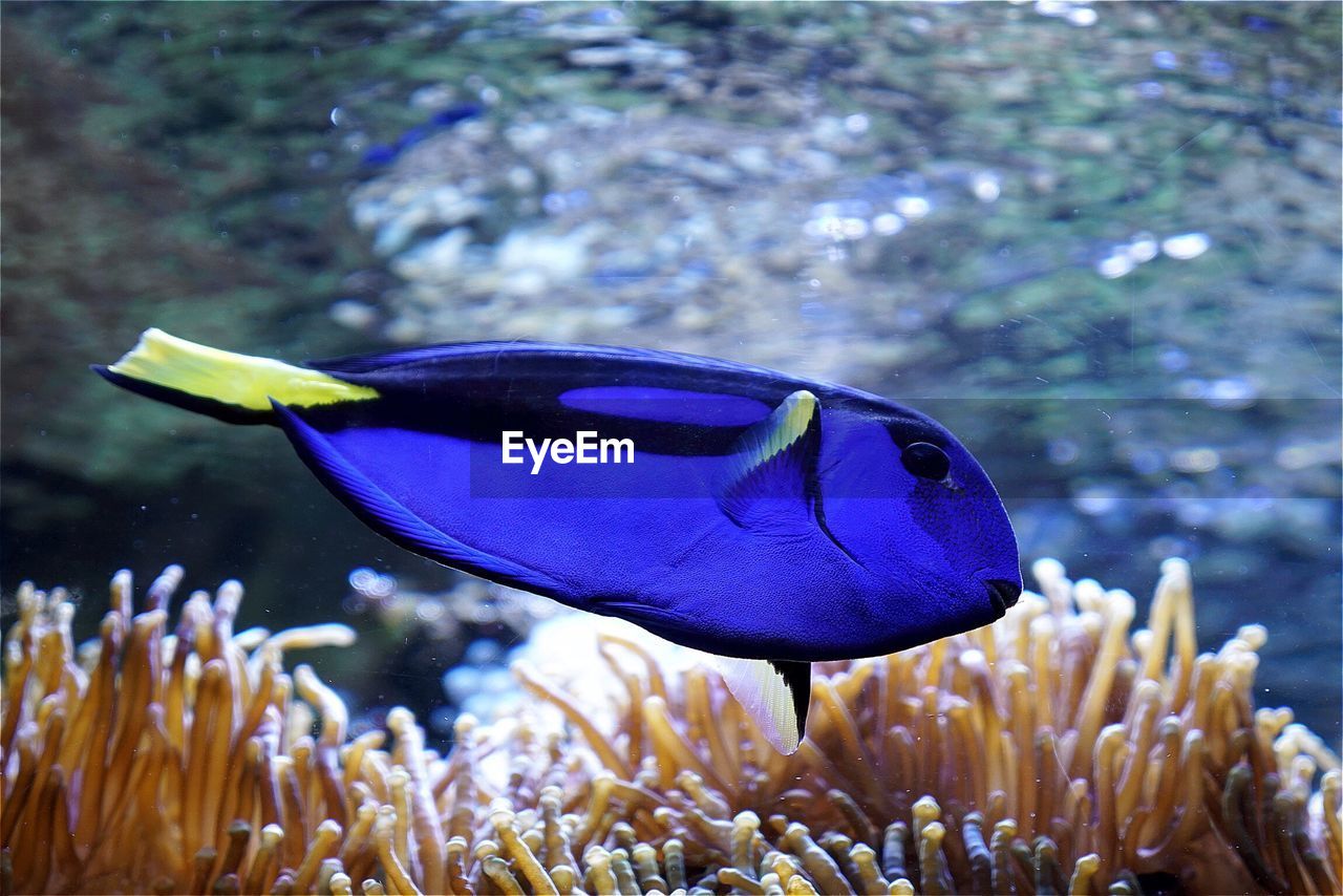 Close-up of purple fish swimming near coral