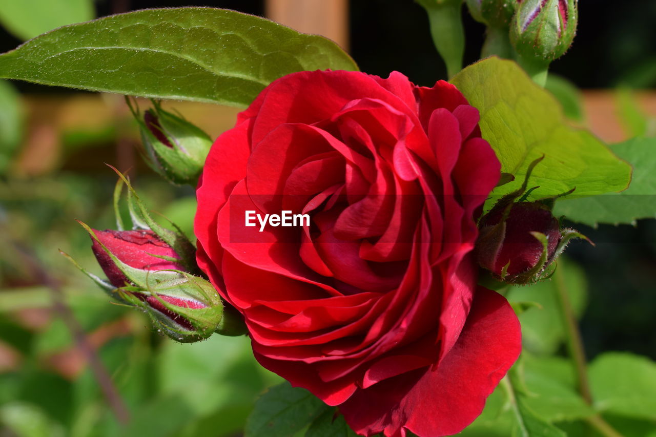 Close-up of red rose