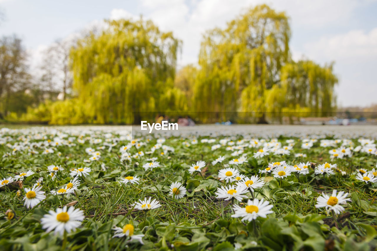 Low angle shot of a field of fresh white flowers on a sunny day, with trees in the distance