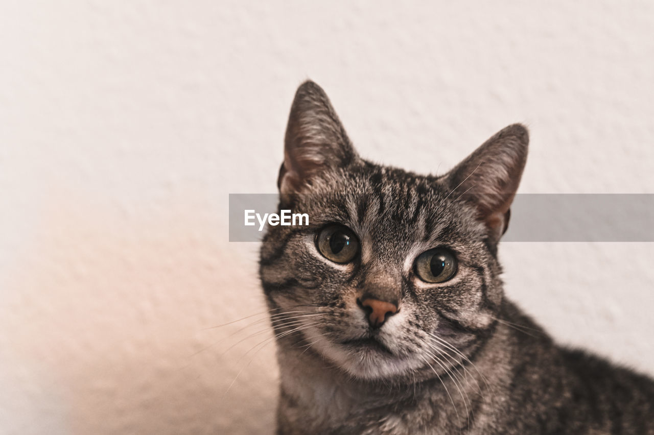 CLOSE-UP PORTRAIT OF CAT BY WHITE WALL