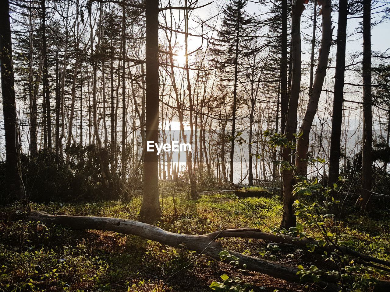 Trees in forest