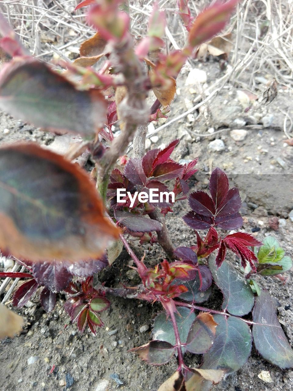 HIGH ANGLE VIEW OF FLOWERING PLANT BY RED FLOWER