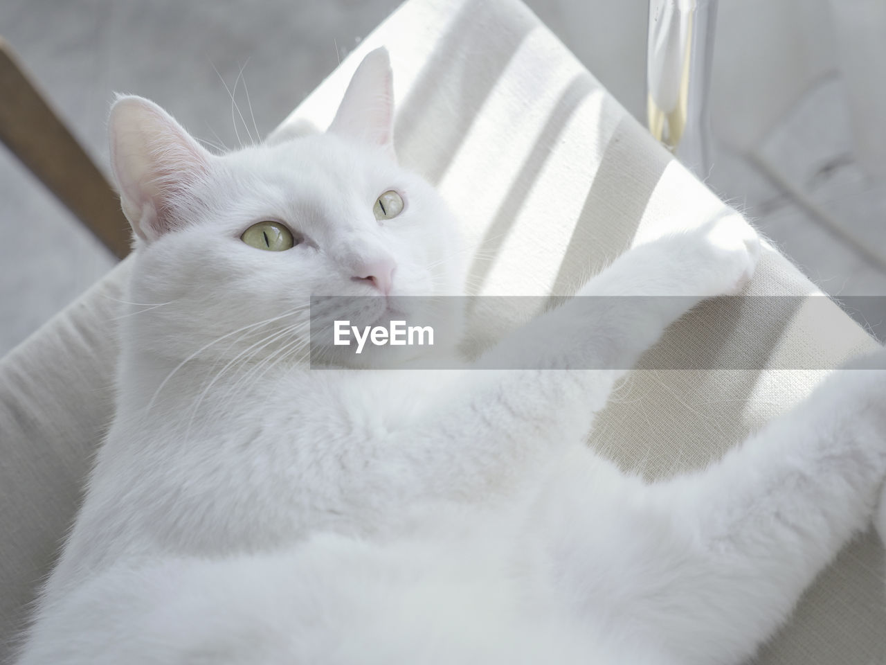 Portrait of white cat lying on sofa 