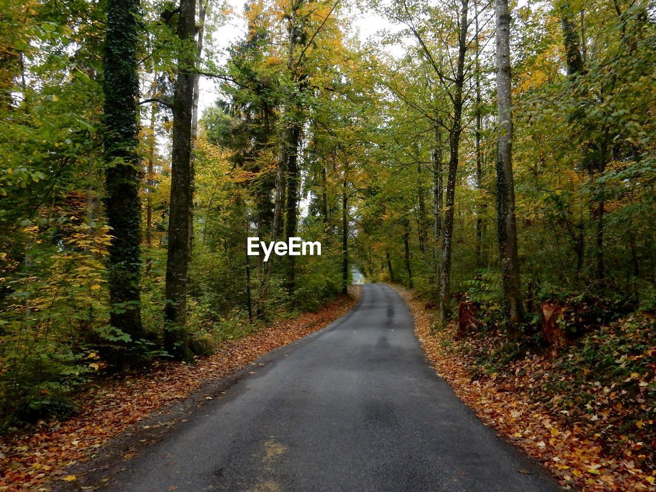 Empty road amidst trees in forest