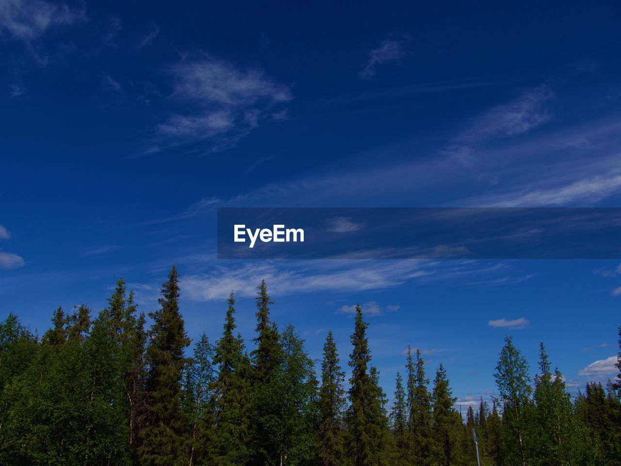 LOW ANGLE VIEW OF TREES AGAINST CLOUDY SKY