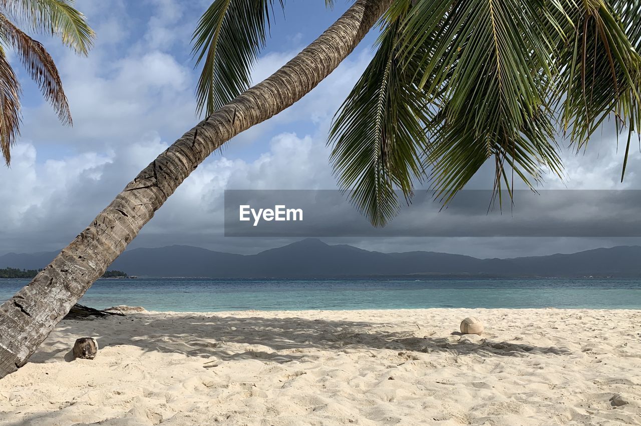 Palm trees on beach against sky