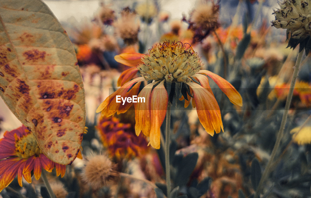 Close-up of orange flowering plant